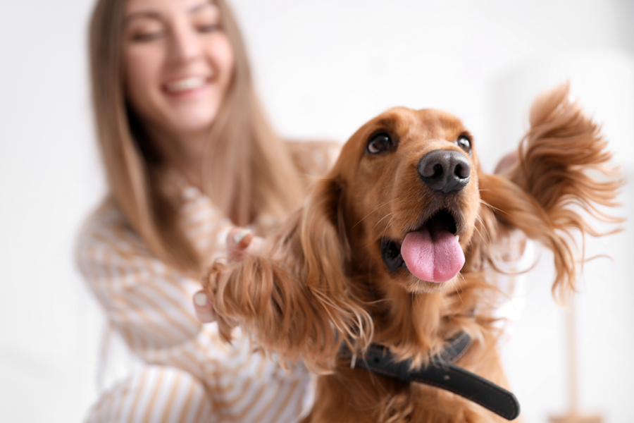 Hondenbaasje controleert de hondenoren om te controleren op ooronsteking
