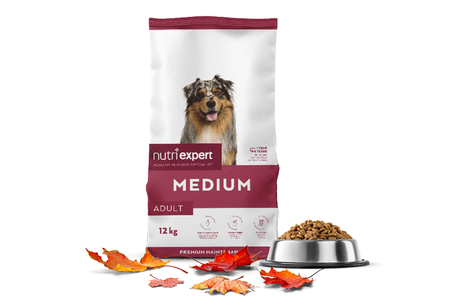 Evenwichtige hondenvoeding om de herfst door te komen