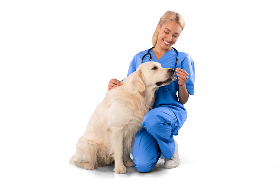 Dierenarts geeft hond een supplement voor extra kracht om de herfst door te komen