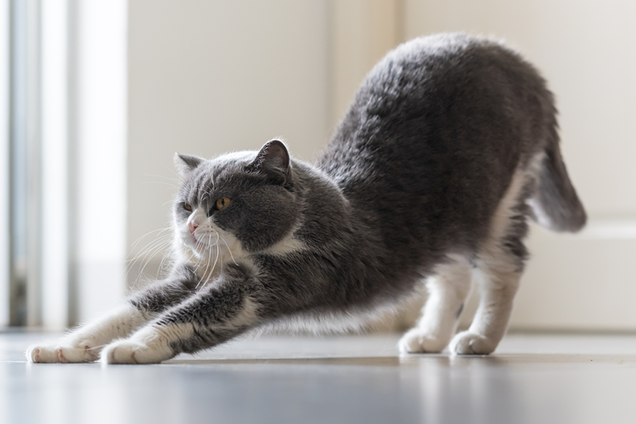 Kat rekt zich uit na een lekker dutje op een frisse herfstdag