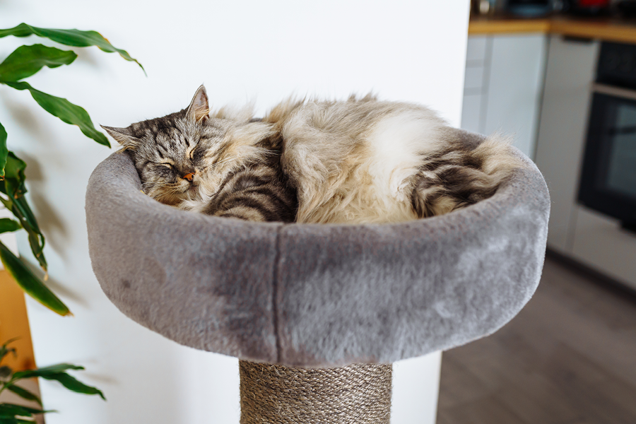 Kat ligt tijdens een drukke feestavond in haar eigen rustplekje waar iedereen haar gerust laat