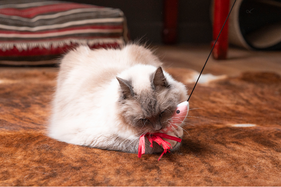 Kat speelt met haar baasje om in beweging te blijven tijdens de frisse herfstperiode