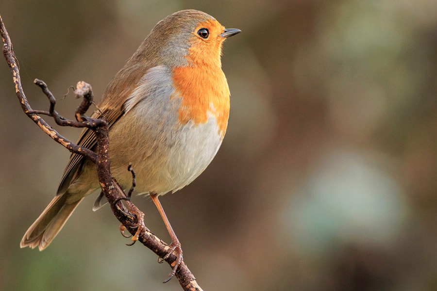 Roodborstje zit op tak in de tuin klaar om eten te zoeken