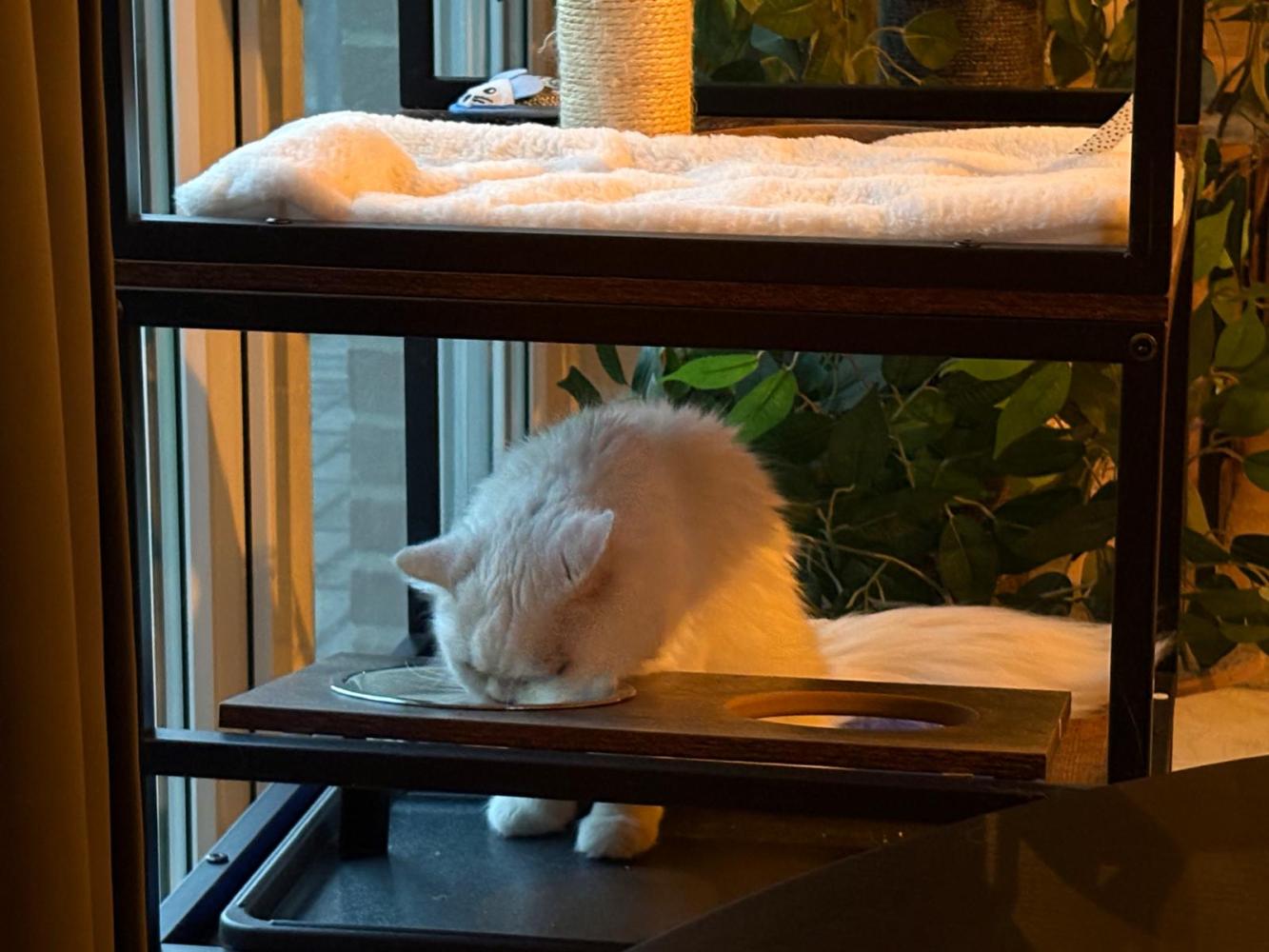 Kat is aan het genieten van de combinatie nat-en droogvoer