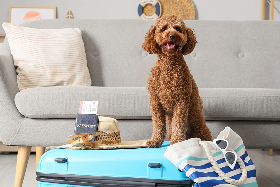 Hond klaar voor vertrek op reis
