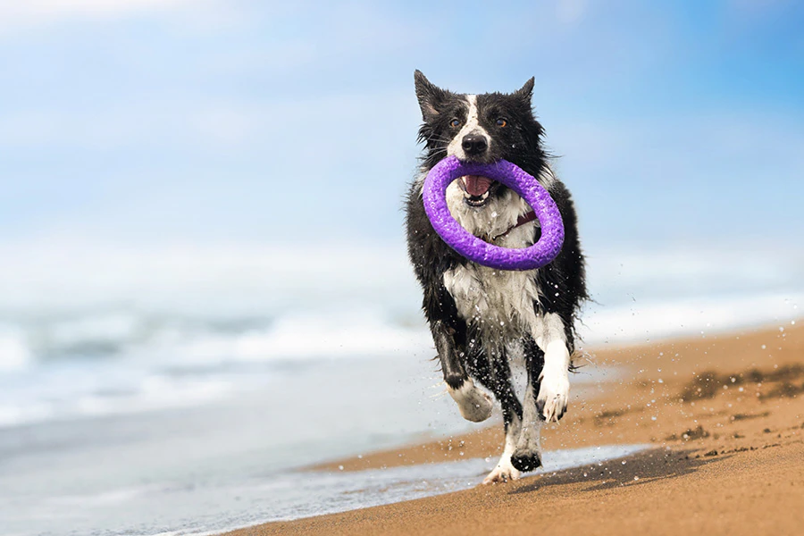 Hond aan het spelen op het strand
