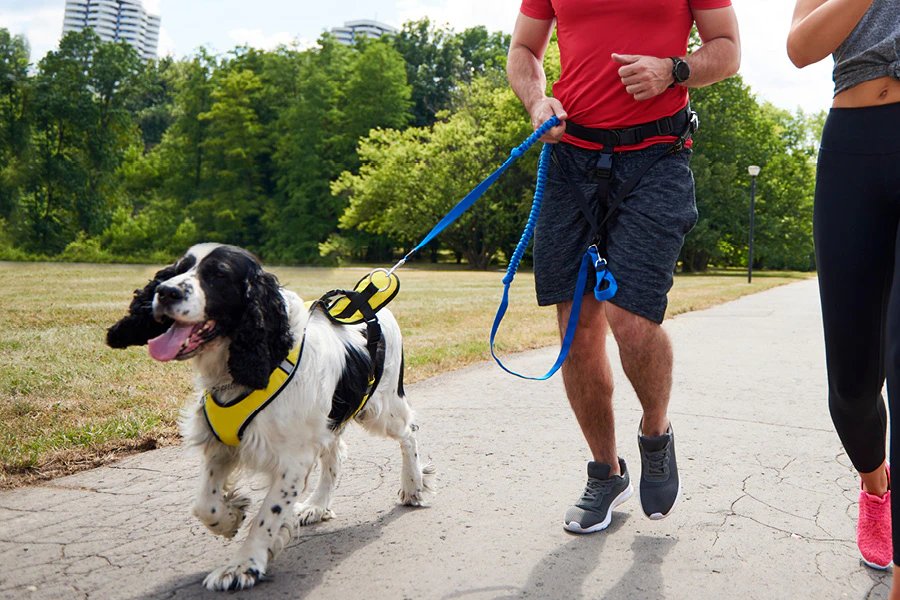 Le harnais canicross