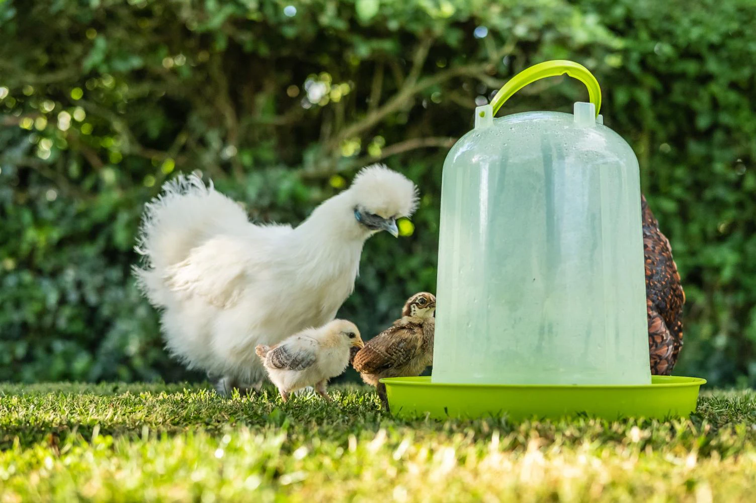 Poussins apr&egrave;s 16 semaines avec des poulets