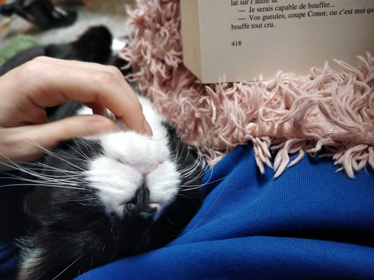 Kat komt knuffelen en warmte stelen bij haar baasje op een frisse druilerige herfstdag