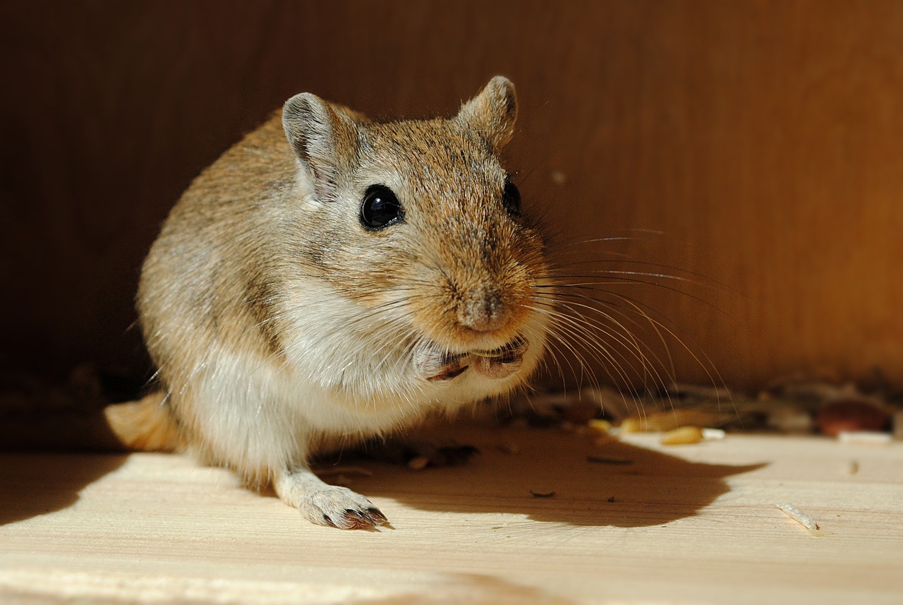 De gerbil