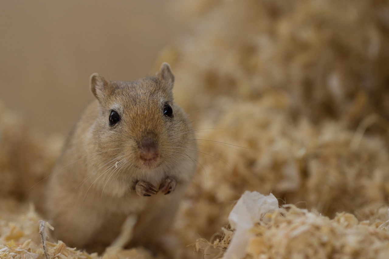 De gerbil in zijn habitat
