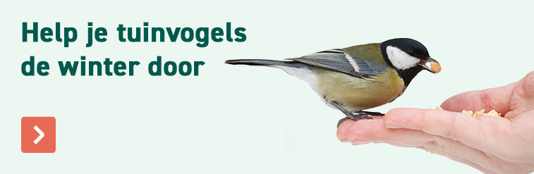 Help je tuinvogels de winter door