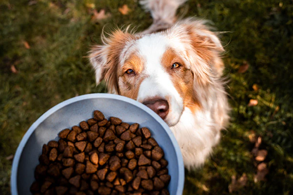 Hond met Appetite hondenvoer