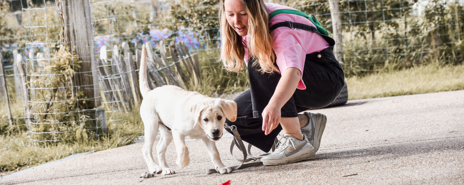 Vrouw traint een jonge hond buiten, illustratie van de dagelijkse opvoeding door gastgezinnen zonder hondenspecialisatie.