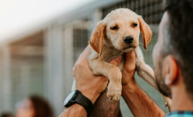 Tom&co zet zich in voor dierenasielen