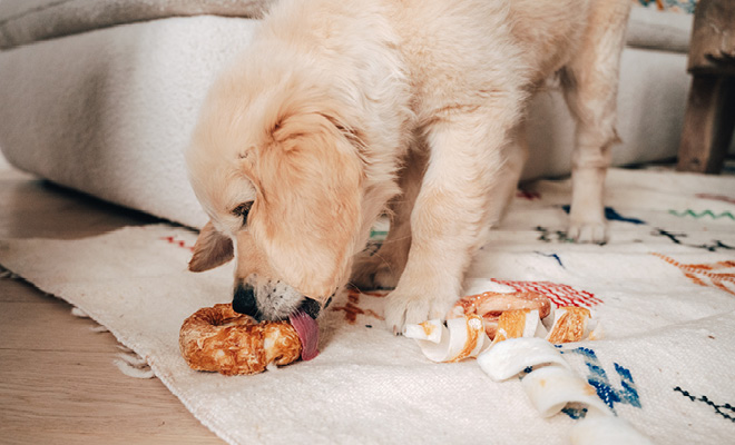 Snacks voor je huisdier