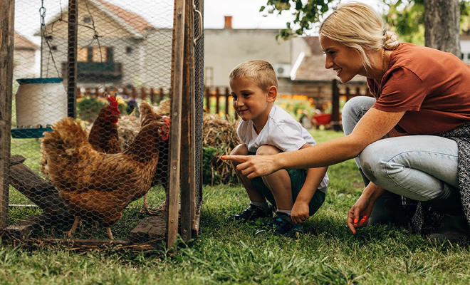 Kat stapt uit zijn kattenbak - desktop versie