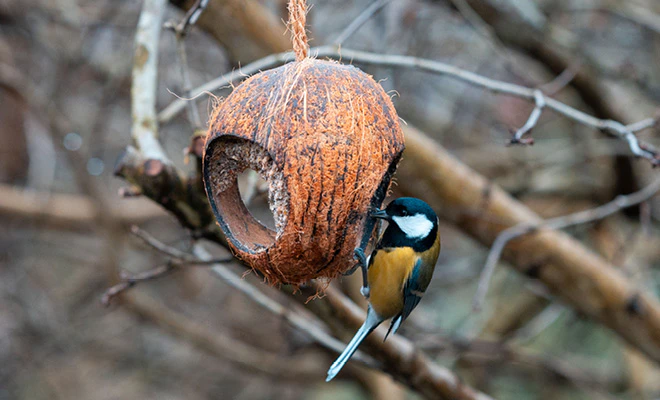 Tuinvogel aan het eten