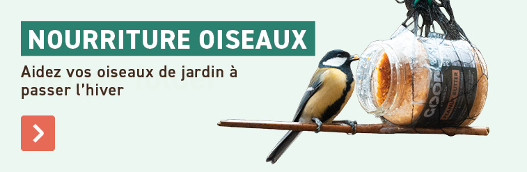 Aidez vos oiseaux de jardin à passer l'hiver