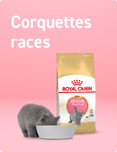 croquettes chatons races