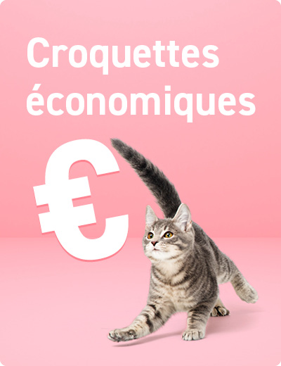 croquettes economiques chatons