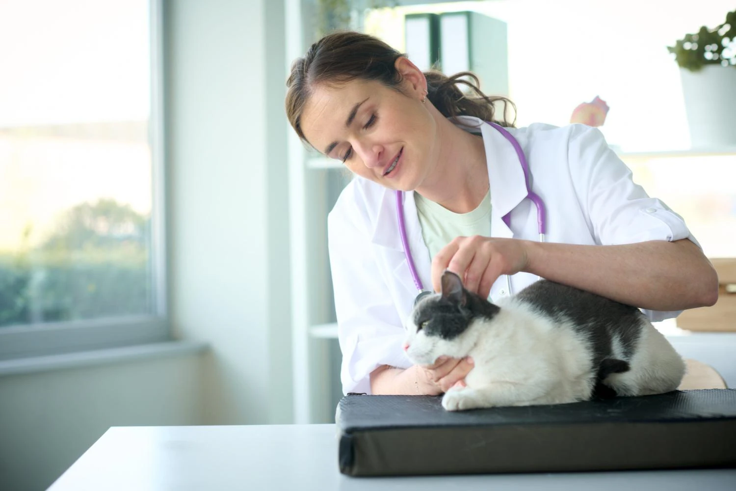 Dierenarts onderzoekt kat