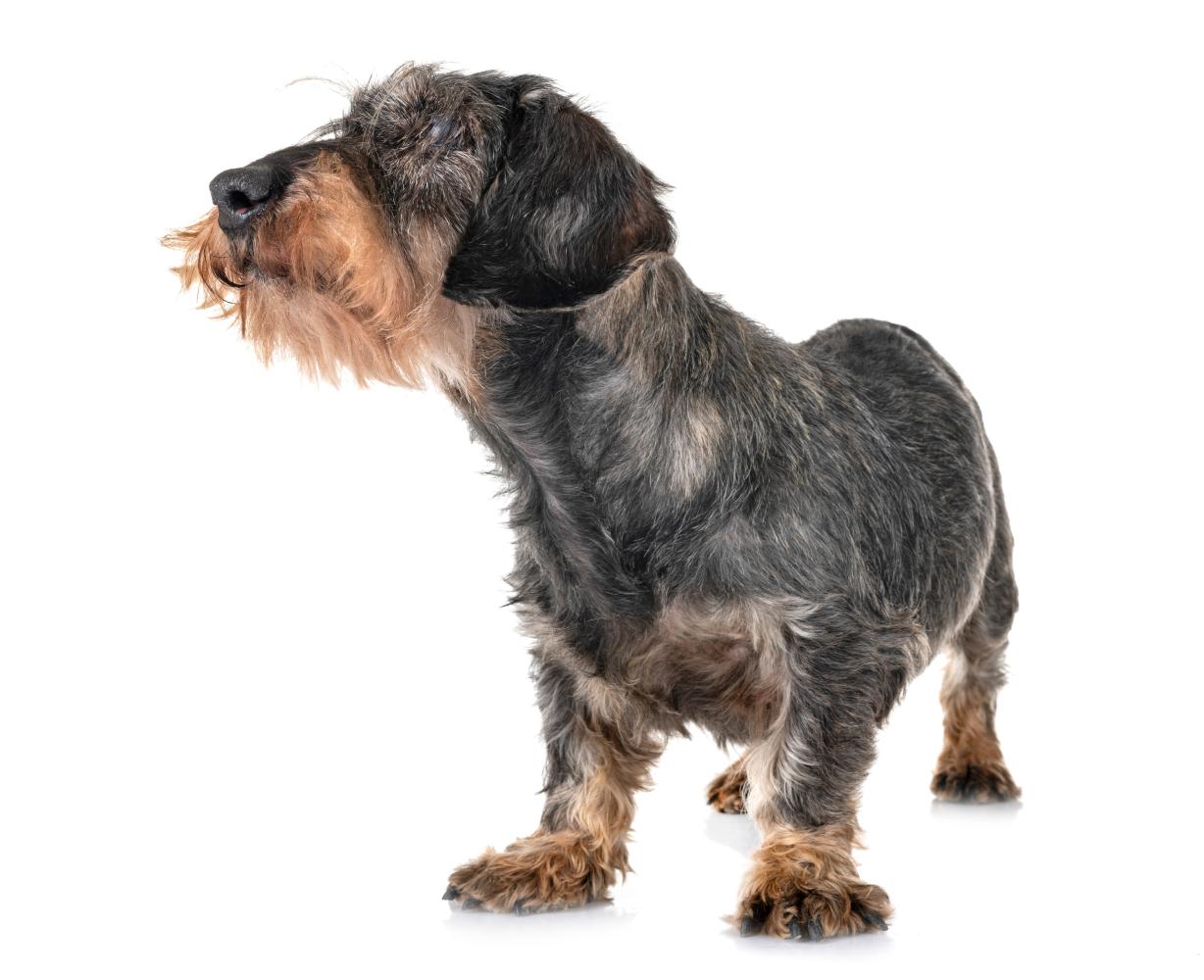 Zieke senior hond moet dieetvoer krijgen en nog geen seniorvoer