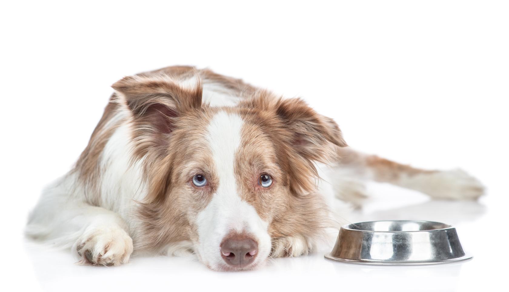 Mixed feeding kan een oplossing zijn voor honden die niet willen eten