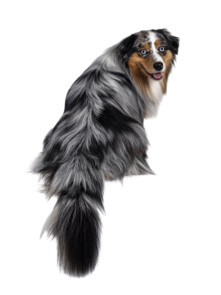 Blije hond met gezonde vacht omdat de contactallergie onder controle is