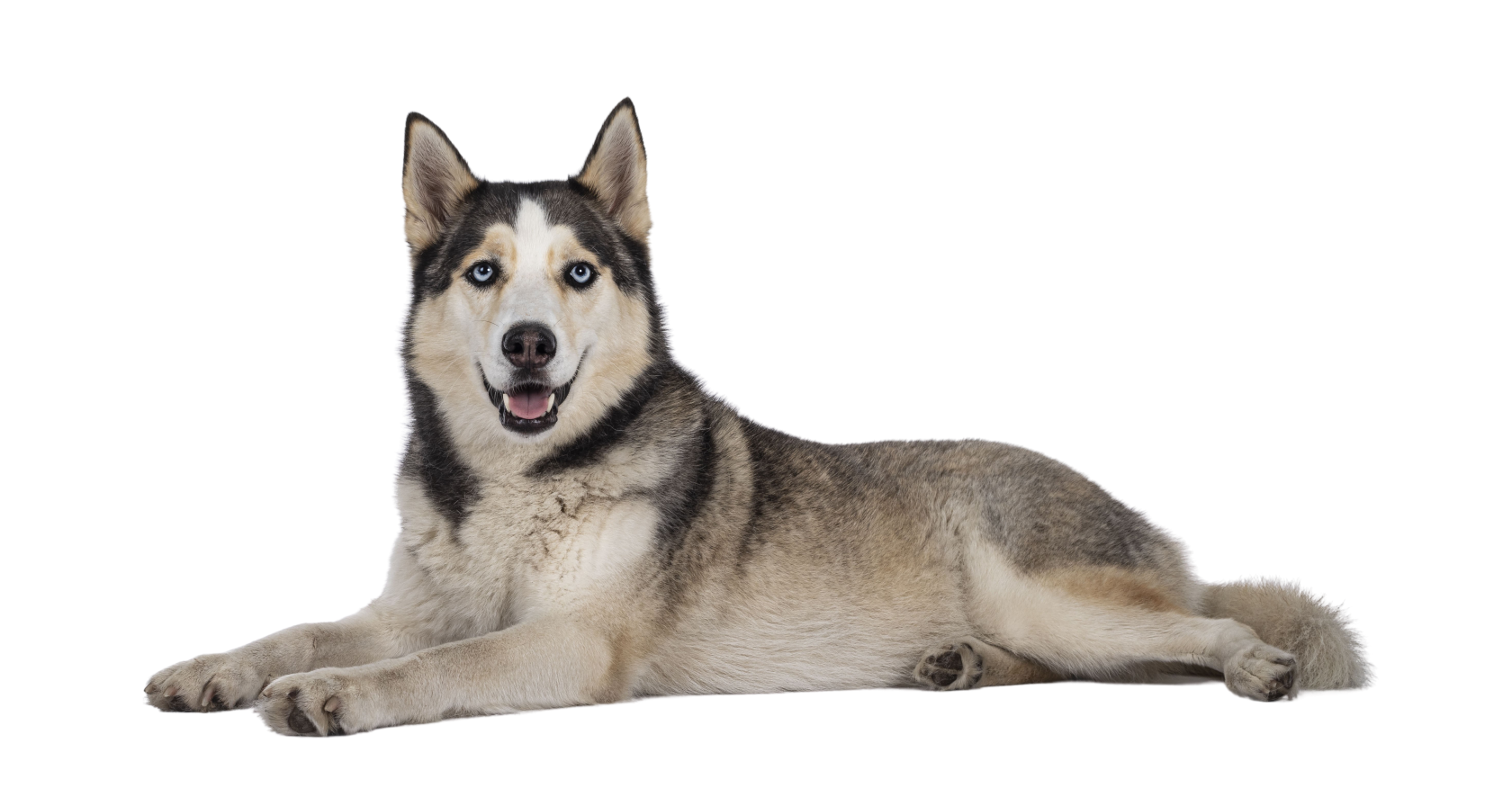 Certaines races, comme le husky, tolèrent mieux le froid : observez leurs comportements