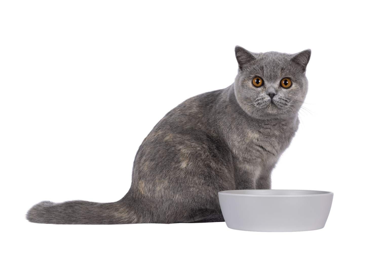 Wanneer een kat niet wil eten kan je mixed feeding proberen