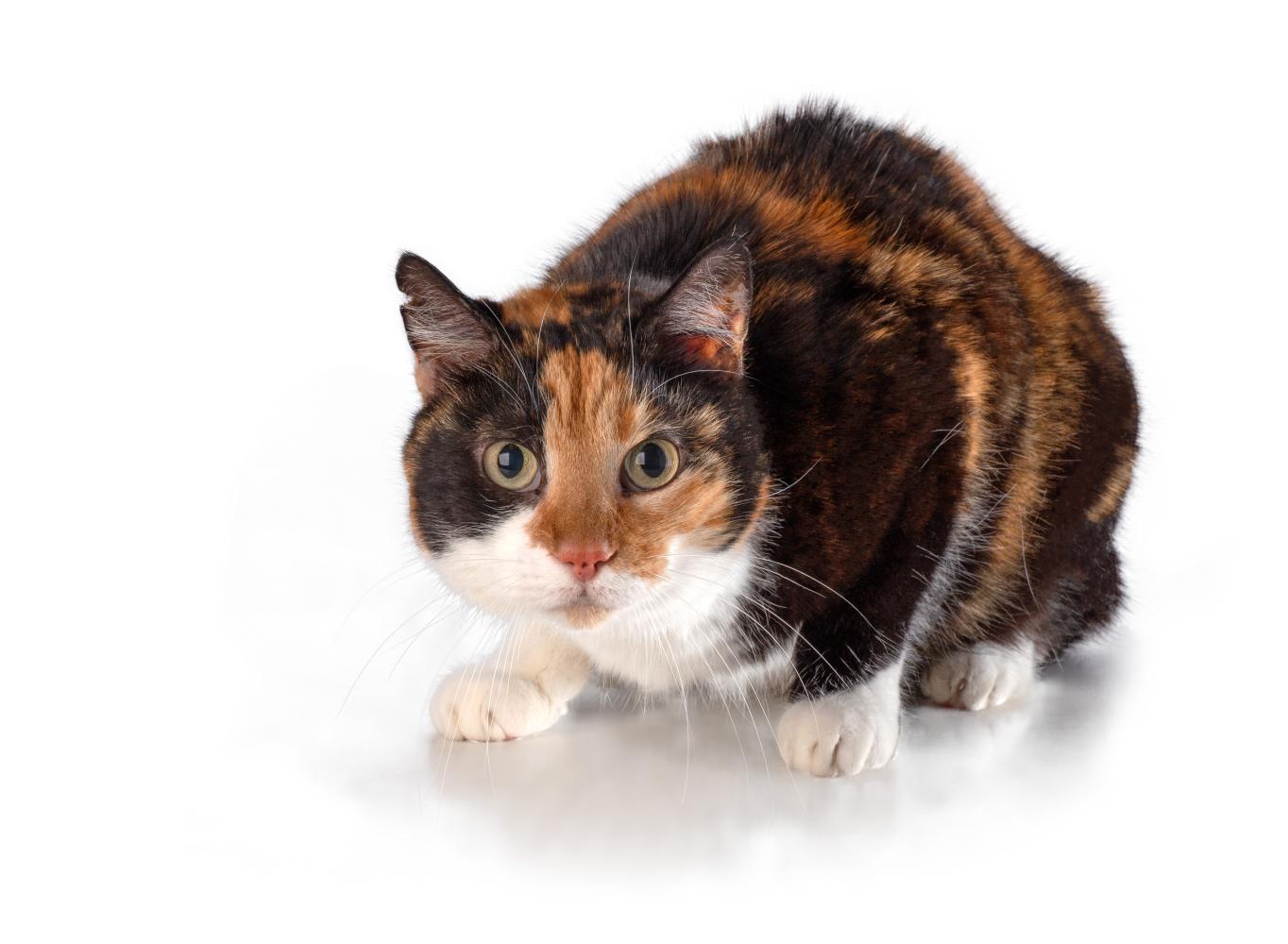 chat anxieux aux pupilles dilat&eacute;es