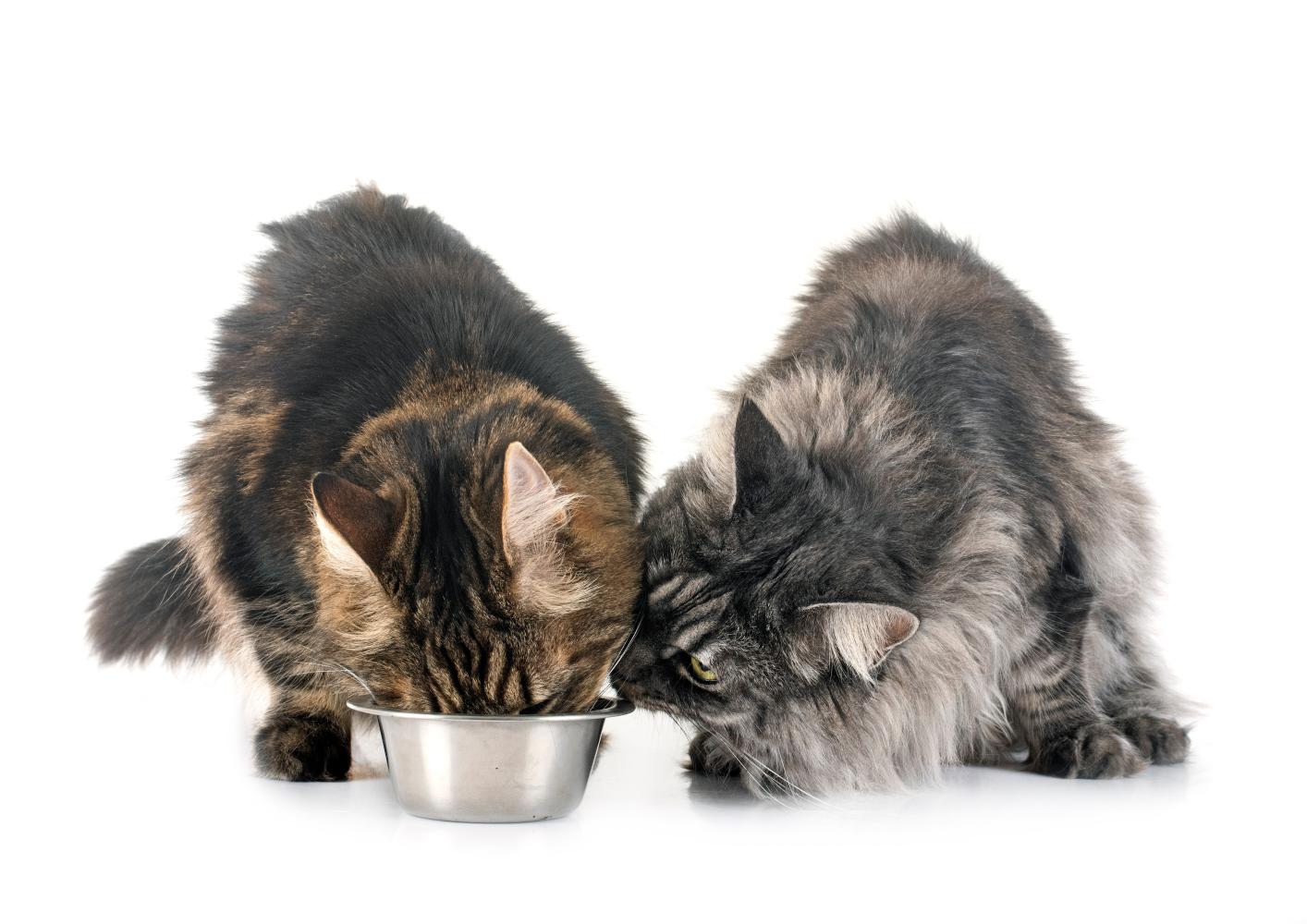 Katten genieten van hun nieuwe voeding