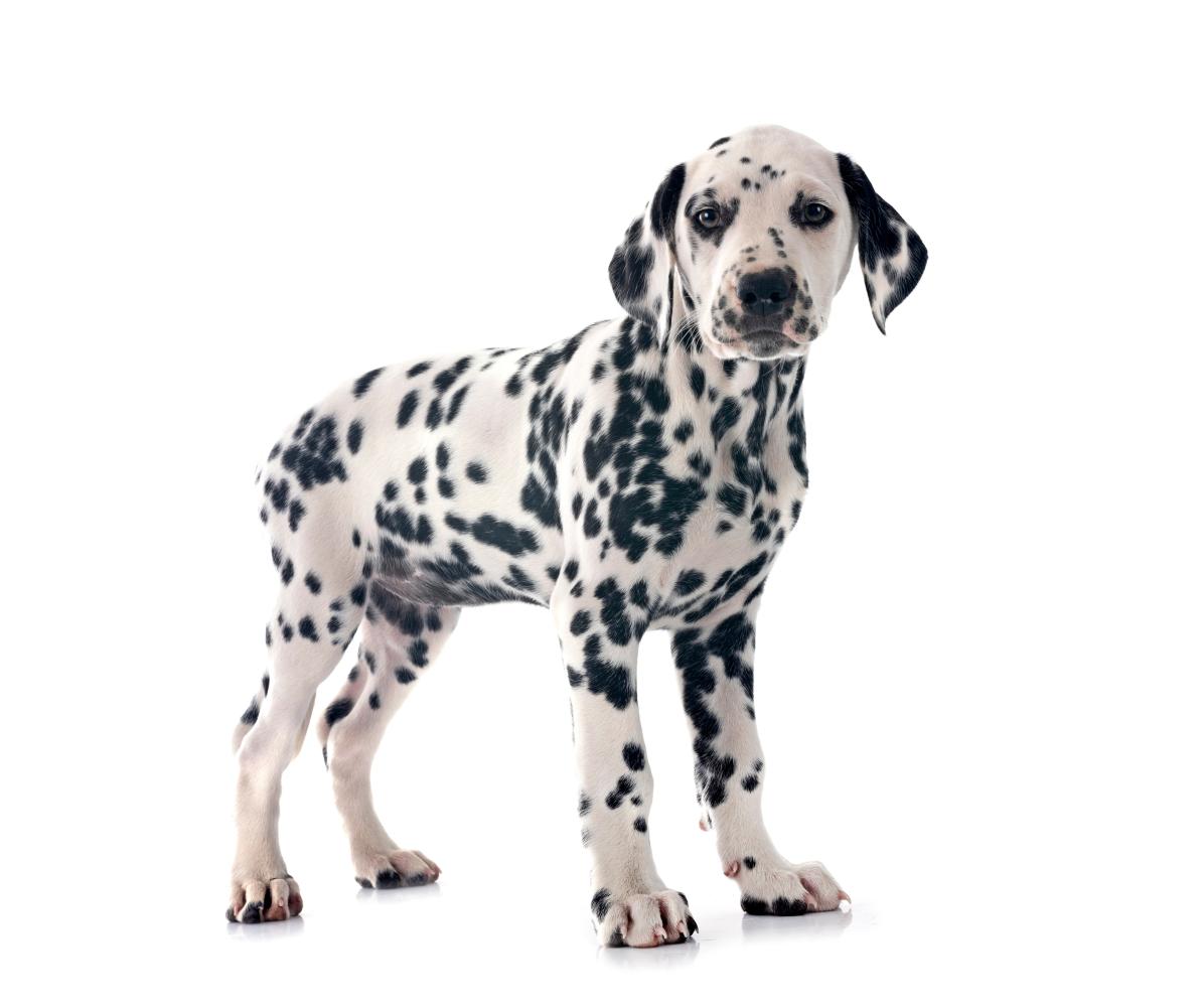 Puppy wacht ongeduldig om over te stappen van puppyvoer naar adultvoer