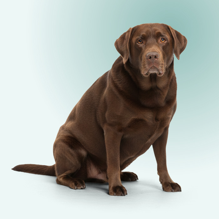 Ongelukkige bruine labrador met overgewicht