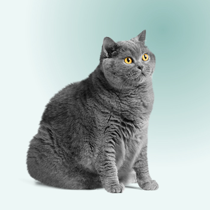 Chat adulte en surpoids assis de face, ventre arrondi et silhouette large.