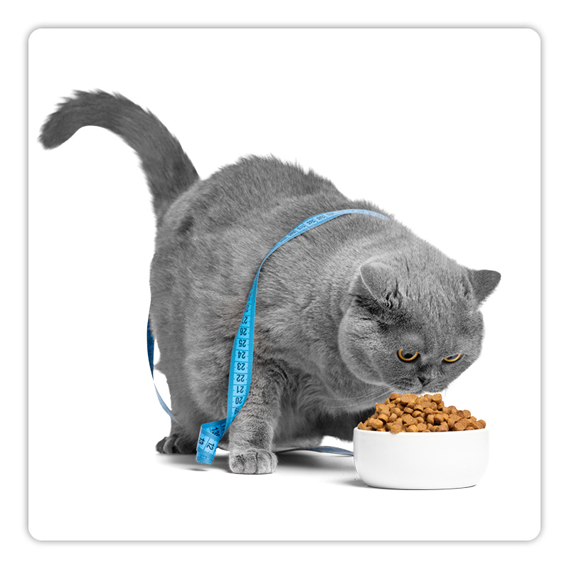 Chat en train de manger, une feuille de menthe pos&eacute;e sur son dos, gamelle visible.