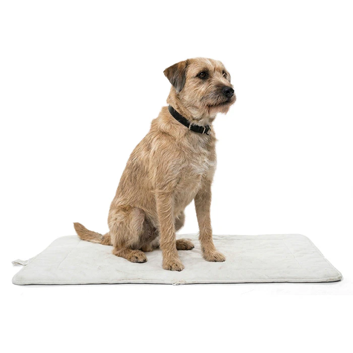 Un chien à la peau sensible attend d’être brossé.