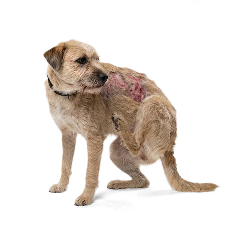 Hond met tekenen van een allergie