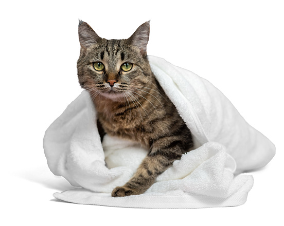 Bange, gestresste kat verstopt zich in dekentje.