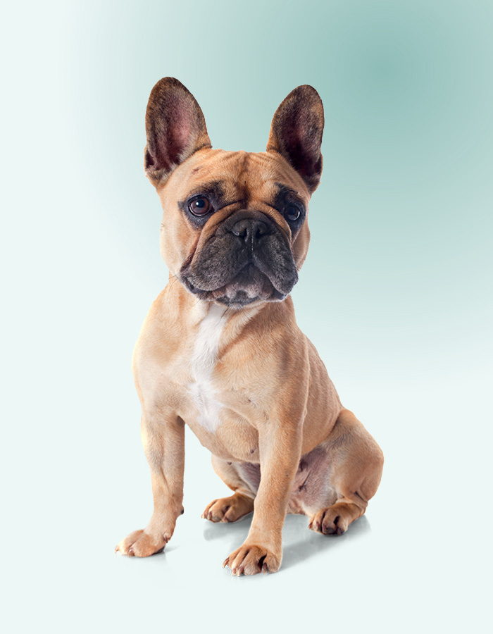 French Bulldog glandes anales
