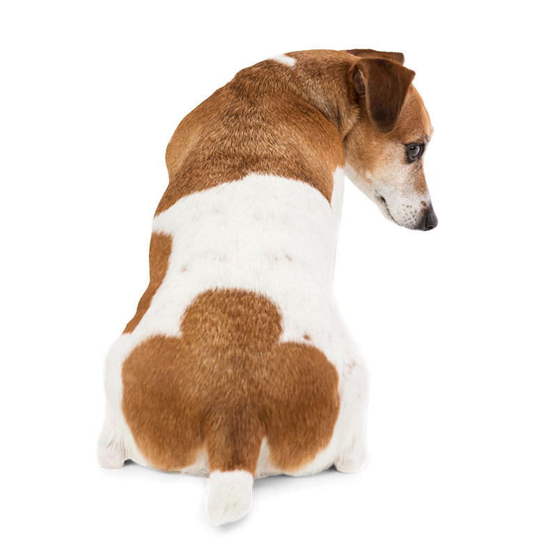 petit chien glandes anales