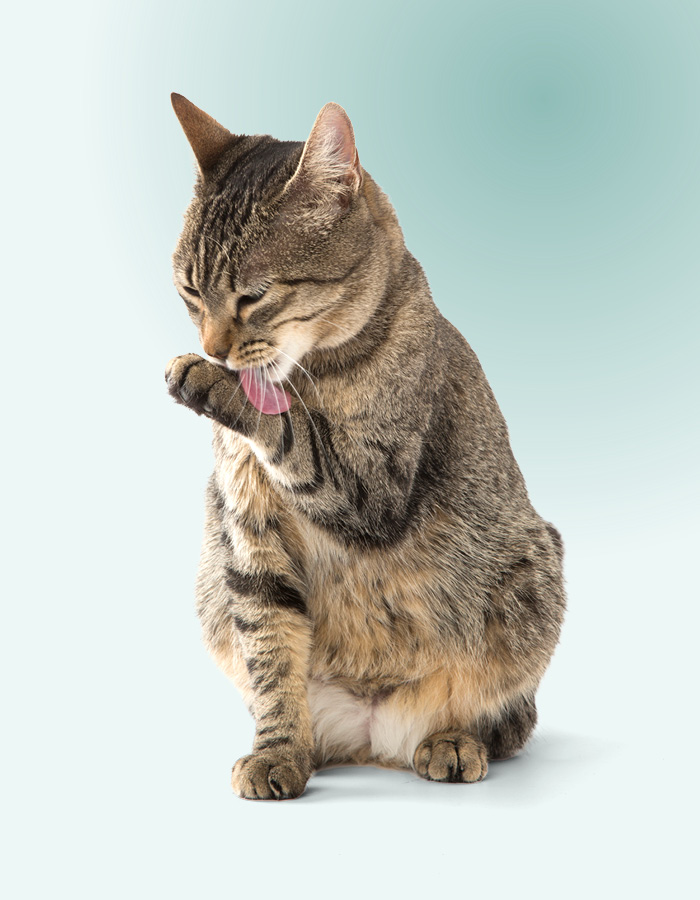Chat se lèche pour se nettoyer après la chasse.