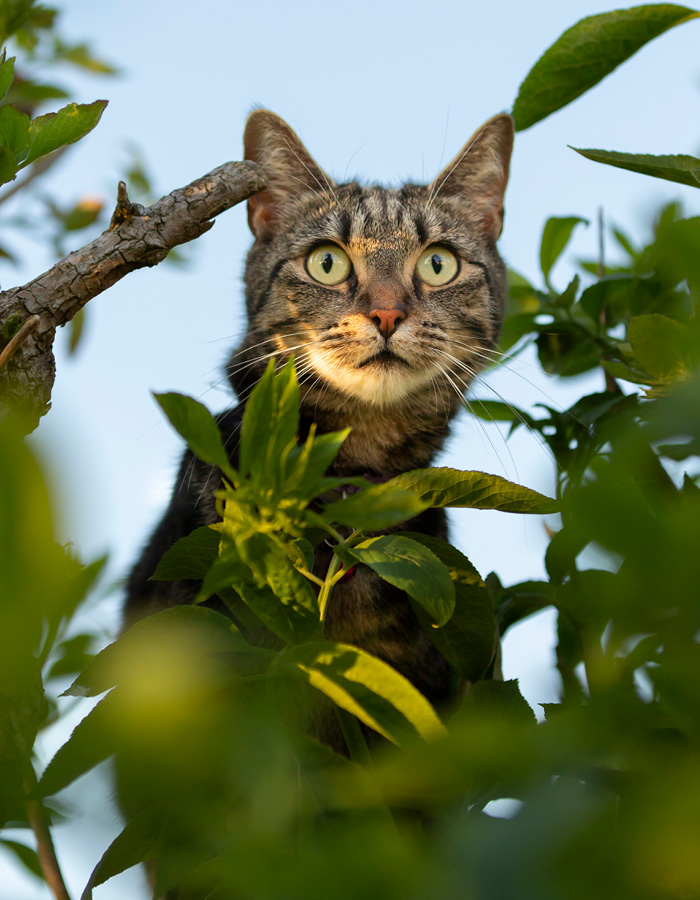 Chat en chasse de proies.