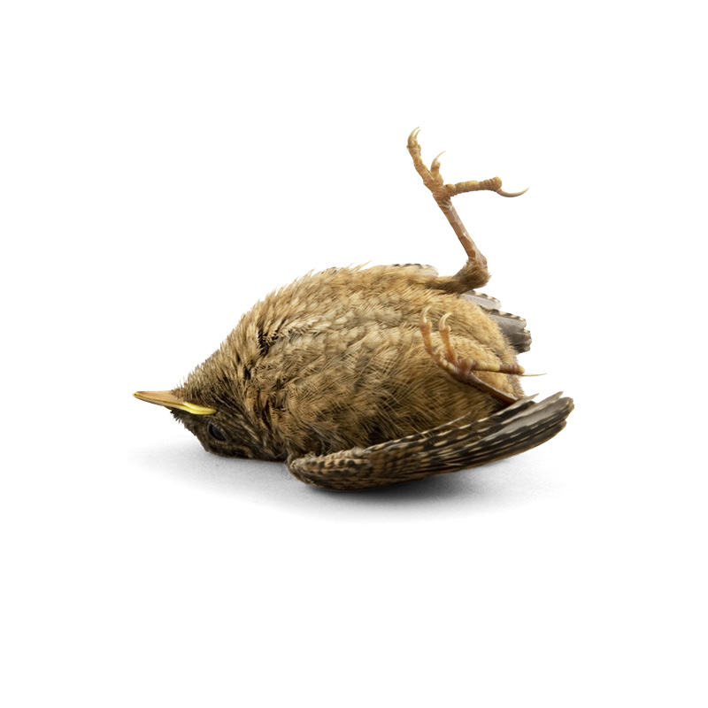 Oiseau mort à cause de l’instinct de chasse du chat.