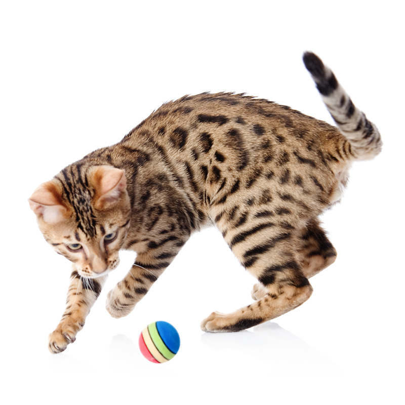Chat qui joue pour satisfaire son instinct de chasse.