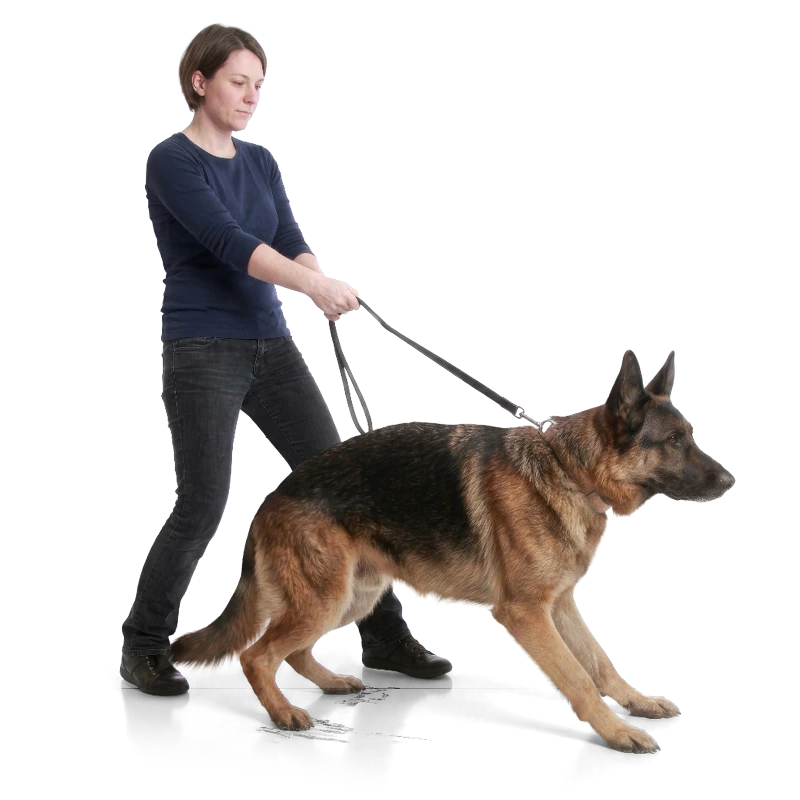 Hond trekt aan de lijn en baasje blijft staan om de hond te trainen