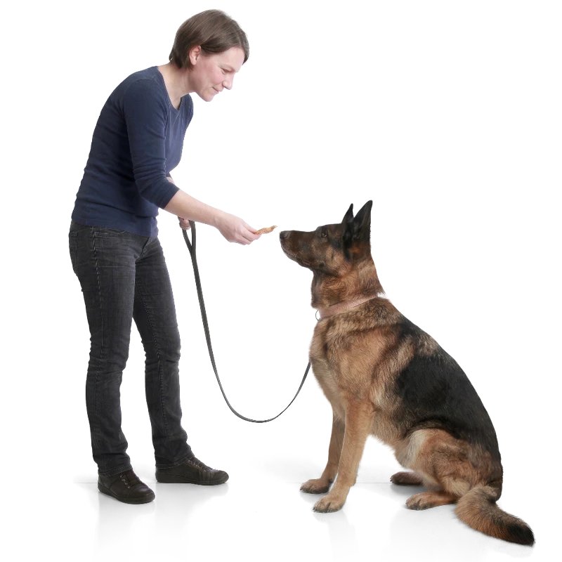 Hond krijgt tijdens een training een beloning op het juiste moment