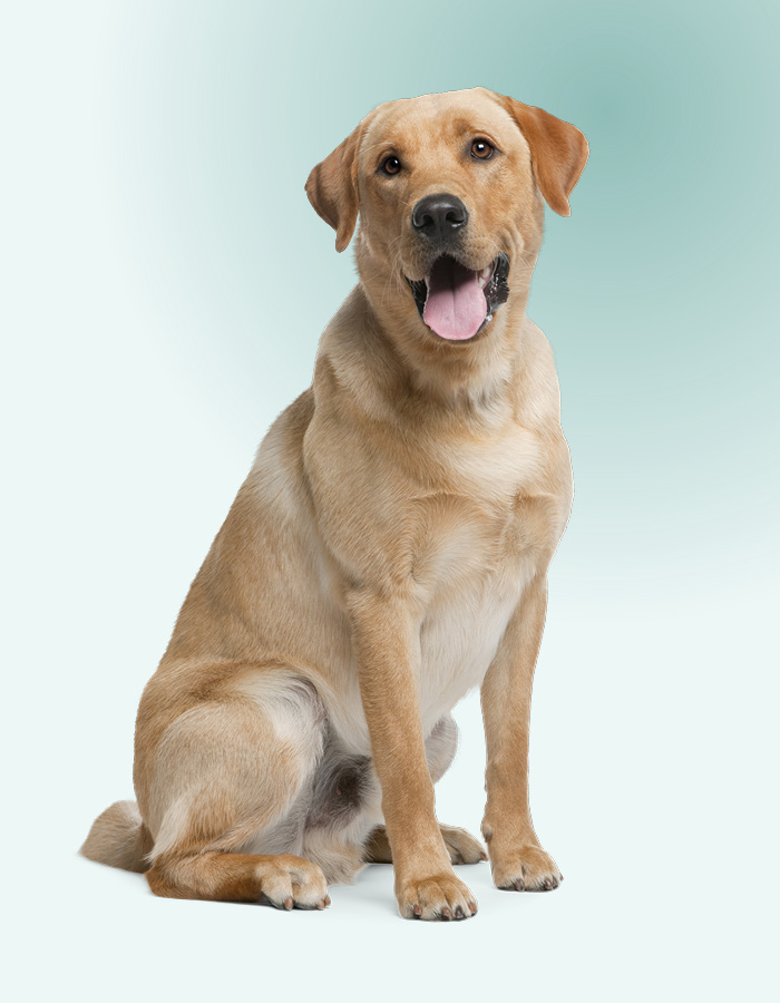 Jack, le labrador, qui a consulté le vétérinaire parce qu’il souffrait de vomissements.