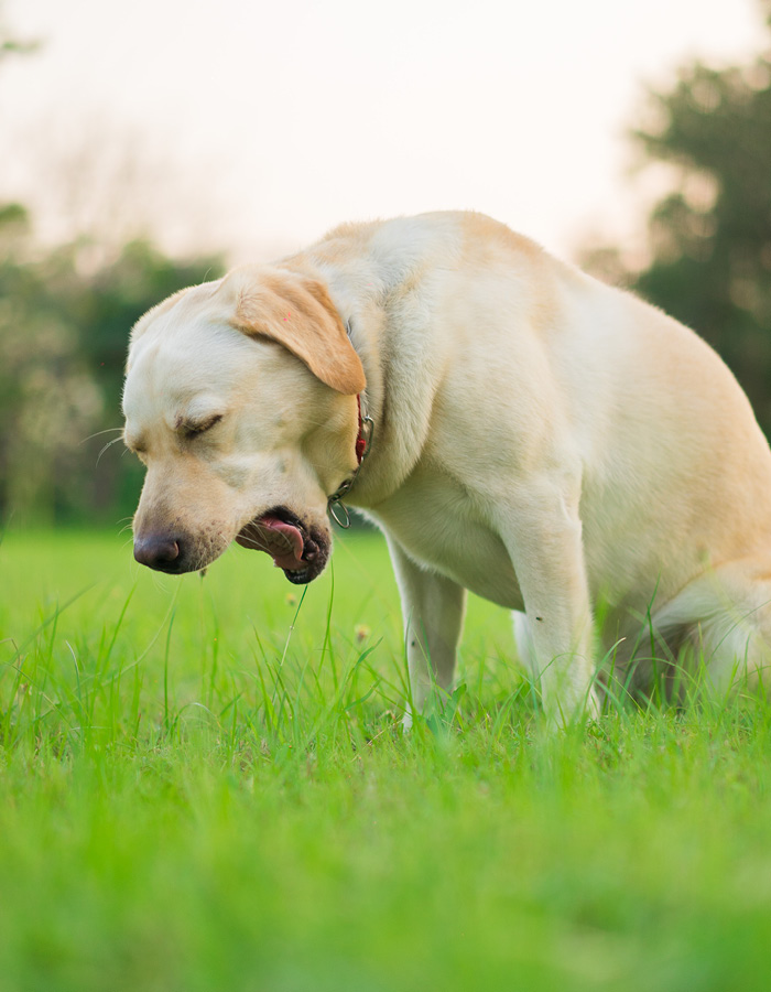 Labrador in het gras, last van overgeven.